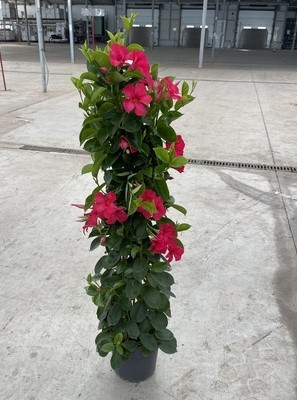 Dipladenia, Pyramide 21/110 cm ROSA PP-Nr.: IT-16BT0373