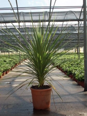 Cordyline , Busch 28/125 cm indivisa PP-Nr.: IT-19-0066