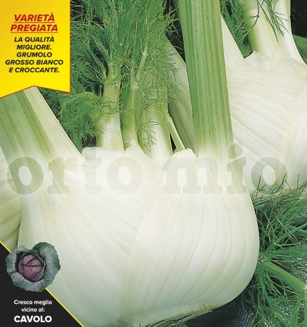 Fenchel, 9er Tasse cm Herbstfenchel, Sorte Guttuso (F1) PP-Nr.: IT-08-1868