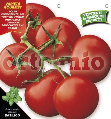 Tomaten Rispentomate, mittelgroß, Sorte Horus (F1), 6er Tasse PP-Nr.: IT-08-1868