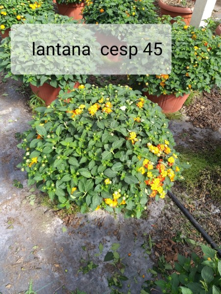 Lantana, Busch 45/80 cm camara - Wandelröschen PP-Nr.: IT-07-0526