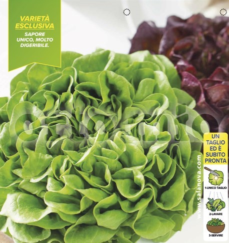 Kopfsalat, 9er Tasse cm Salat-Mix glatte Blätter, Sorten Acuino und Seurat PP-Nr.: IT-08-1868