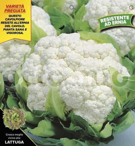 Blumenkohl, 6er Tasse cm Resistenter Blumenkohl, Sorte Clarify (F1); resistent gegen Kohlhernie P