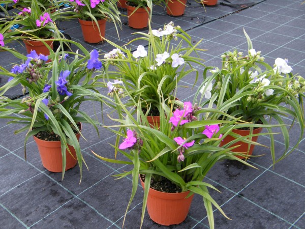 Trachelospermum, Busch 14 cm Asiaticum PP-Nr.: IT-07-0526