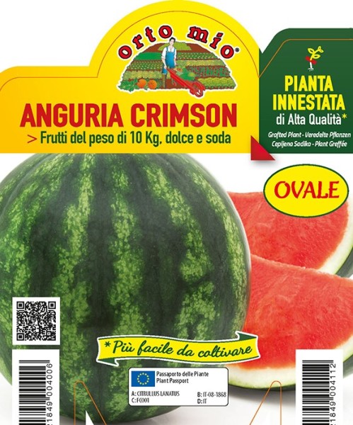 Wassermelone veredelt, 14/30 cm Crimson oval, Sorte Obla (F1) PP-Nr.: IT-08-1868