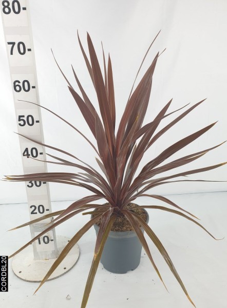 Cordyline, Stamm 23/90 cm Red Star PP-Nr.: ES 14 30 3185