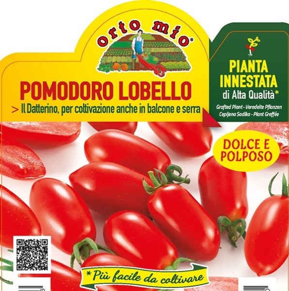 Tomaten veredelt Datteltomate, Sorte Lobello (F1), 14/30 cm PP-Nr.: IT-08-1868