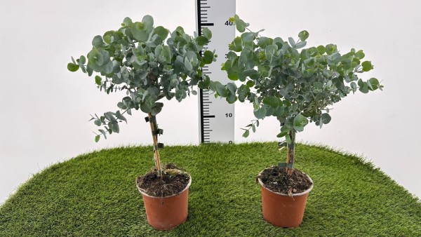 Eucalypthus , Stamm 12/35 cm Baby Blue' weißer Topf PP-Nr.: IT-16-0165