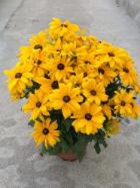 Rudbeckia, 19 cm Sunbeckia PP-Nr.: DE-NI-115639