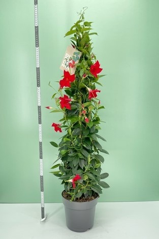 Dipladenia, Pyramide 21/110 cm ROT PP-Nr.: IT-16BT0373