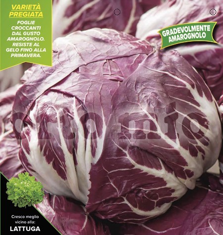 Radicchio, 9er Tasse cm Roter Winter-Chioggia, Sorte TT706 PP-Nr.: IT-08-1868