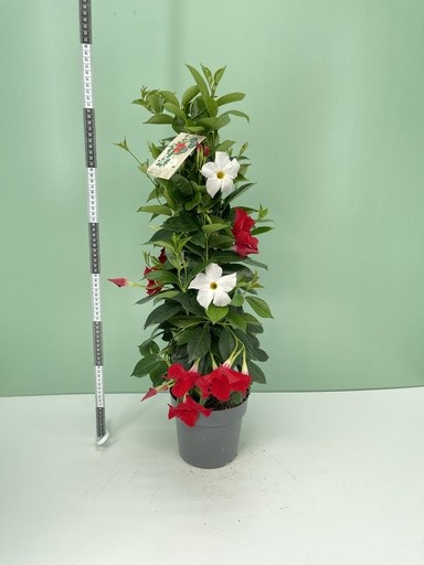 Dipladenia, Pyramide 17/75 cm bicolor PP-Nr.: IT-16BT0373