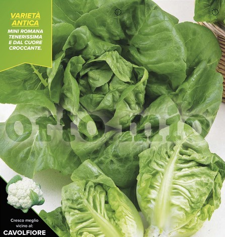 Kopfsalat Grüner Salat, Sorten Frühlings-Mortarella, Herbst-Mortarella, 9er Tasse PP-Nr.: IT-08-18