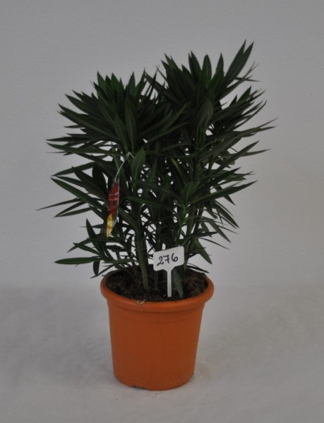 Nerium, Busch 18/55 cm Oleander, Trio PP-Nr.: IT-19-0867