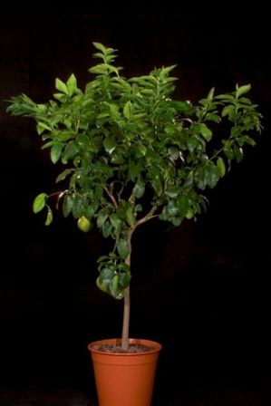 Citrus, Stamm 35/160 cm Bergamia - Bergamott Orange PP-Nr.: IT-19-1880