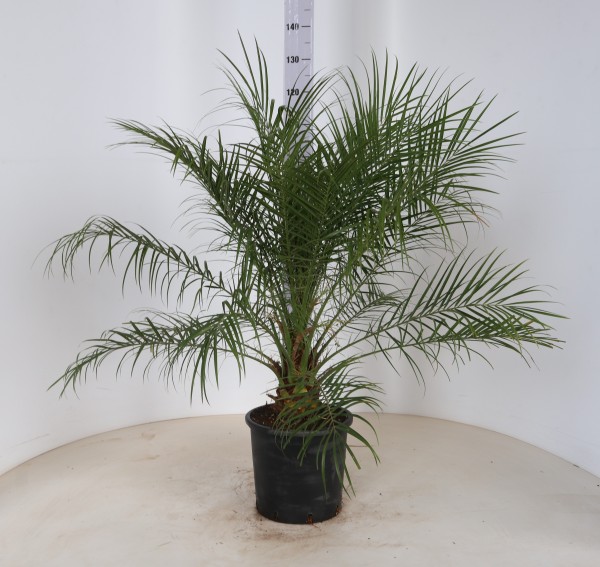 Phönix, Busch 28/95 cm robellenii PP-Nr.: IT-19-0066