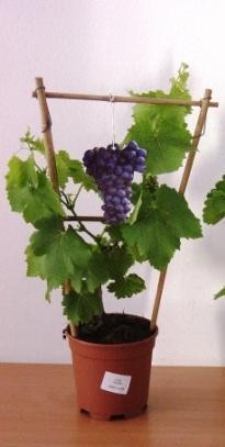 Vitis, Spalier 14/50 cm Viognier-Alicante PP-Nr.: IT-19-0572