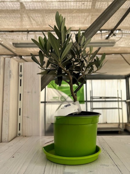 Oliven, Busch 12/25 cm Bunter Topf PP-Nr.: IT-19-0953
