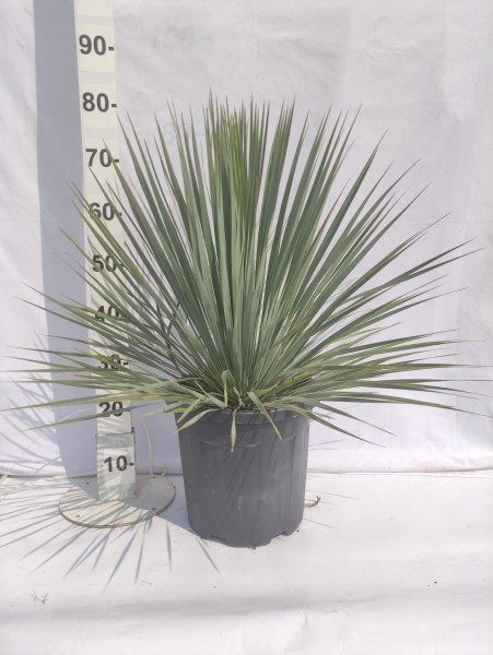 Yucca Rostrata, Bush 15 LT/80 cm PP-Nr.: ES-17-46/1610