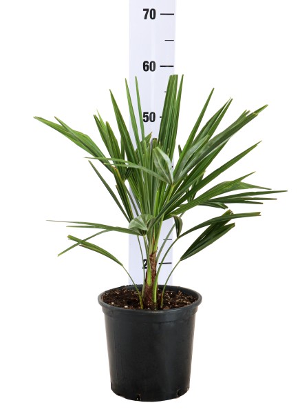 Chamaerops, Busch 19/45 cm excelsa (Trachycarpus fortuneii) färbiger Topf PP-Nr.: IT-19-0066