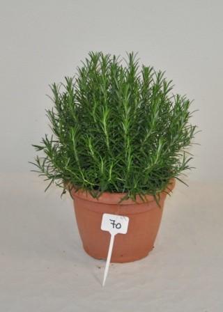Rosmarin, Busch 25/60 cm officinalis Gewürze PP-Nr.: IT-07-0526