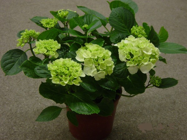 Hydrangea, Busch 24 cm arborescens - Hortensie PP-Nr.: IT-07-0526