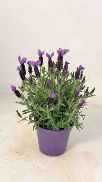 Lavendel, Busch 14/20 cm Stoechas Gewürze PP-Nr.: IT-07-0526