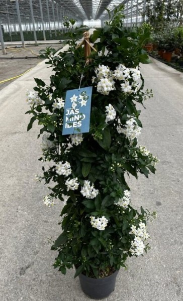 Solanum, Pyramide 21/110 cm jasminoides PP-Nr.: IT-16BT0373