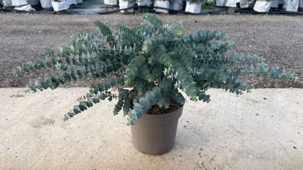 Eucalypthus , Busch 24/60 cm Baby Blue' PP-Nr.: IT-16-0165