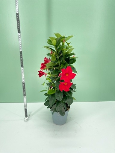 Dipladenia, Pyramide 14/50 cm ROT PP-Nr.: IT-16BT0373