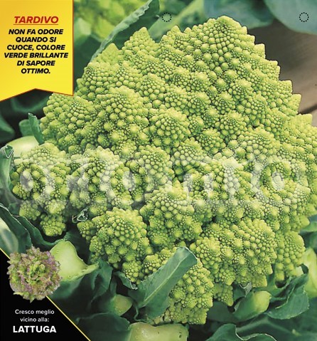 Blumenkohl, 6er Tasse cm Später Romanesco, Sorte Gitano (F1) PP-Nr.: IT-08-1868