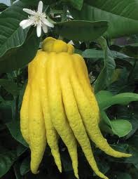 Citrus, Mini-Stamm 19/70 cm Medica Sarcodactylis - "Buddha´s Hand" PP-Nr.: IT-19-1627