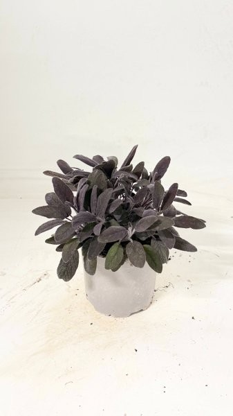 Salbei, Busch 14/20 cm purpurea Gewürze PP-Nr.: IT-07-0526