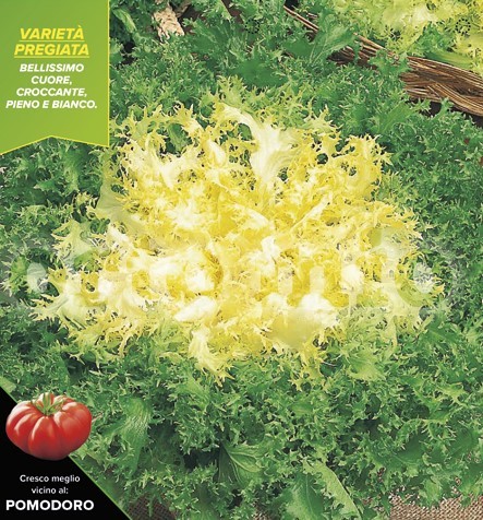 Endivien Salat kraus mit goldenem Herz, Sorte Cigal-Mirna, 9er Tasse PP-Nr.: IT-08-1868