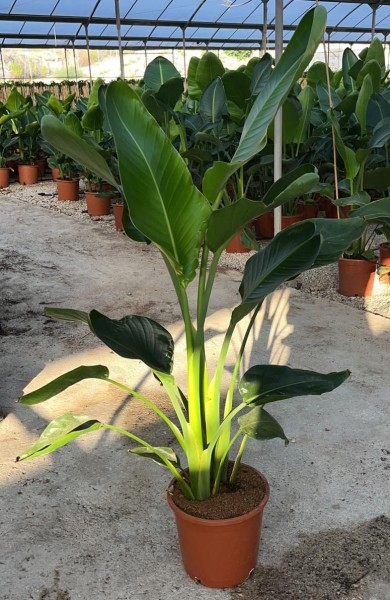 Strelizia, Busch 30/160 cm augusta PP-Nr.: ES-17-46/1519