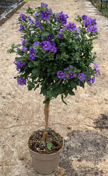 Solanum, Stamm 17/70 cm rantonnetii - blau PP-Nr.: IT-16BT0373