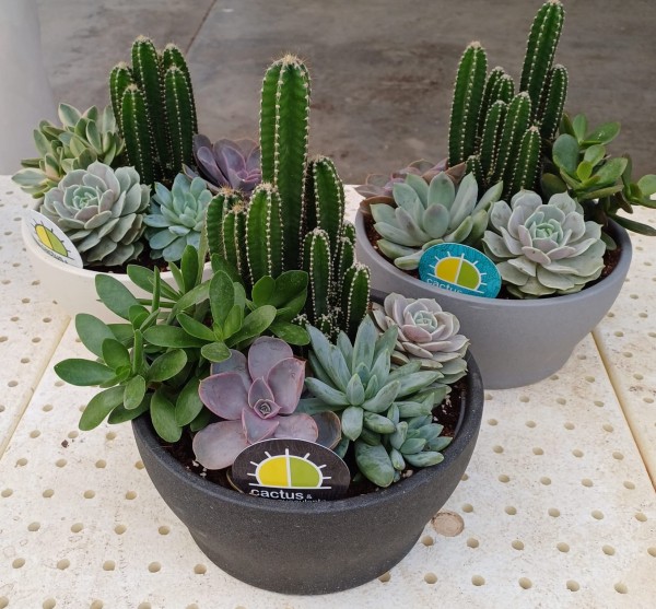 Kakteen , 22 cm Mix in der Schale PP-Nr.: ES 14 30 3185