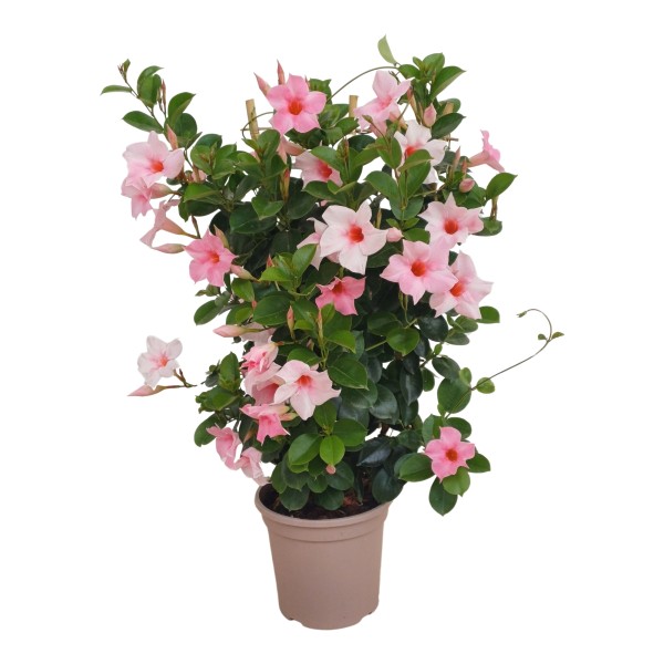 Dipladenia, Spalier 20/90 cm PP-Nr.: ES 14 30 3185