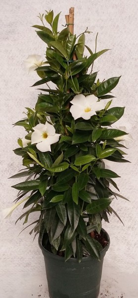 Dipladenia, Pyramide 17/60 cm PP-Nr.: ES 14 30 3185