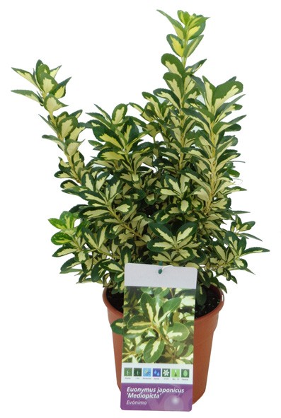 Euonymus, Busch 17/35 cm japonica - MedioPicta PP-Nr.: ES-17-46/1519