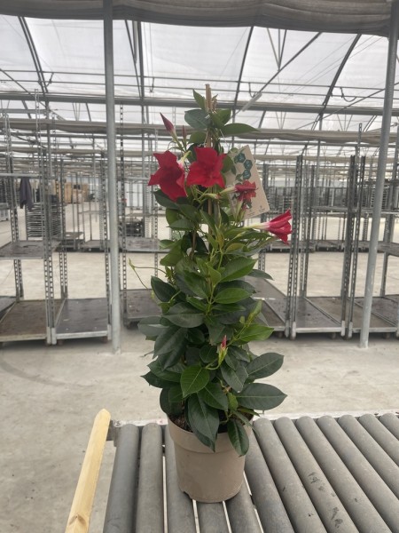 Dipladenia, Pyramide 17/75 cm ROT PP-Nr.: IT-16BT0373