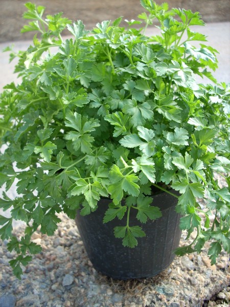 Petersilie, Busch 14/20 cm glatt Gewürze PP-Nr.: IT-07-0526