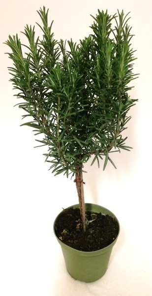 Rosmarin, Stamm 14/50 cm officinalis Gewürze PP-Nr.: IT-07-0526
