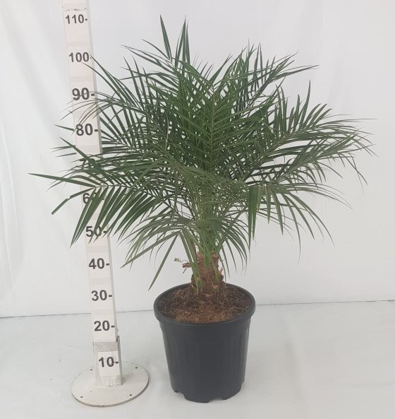 Phönix Rubelini 1 Pflanze , Stamm 30 LT/90 cm PP-Nr.: ES-17-46/1610