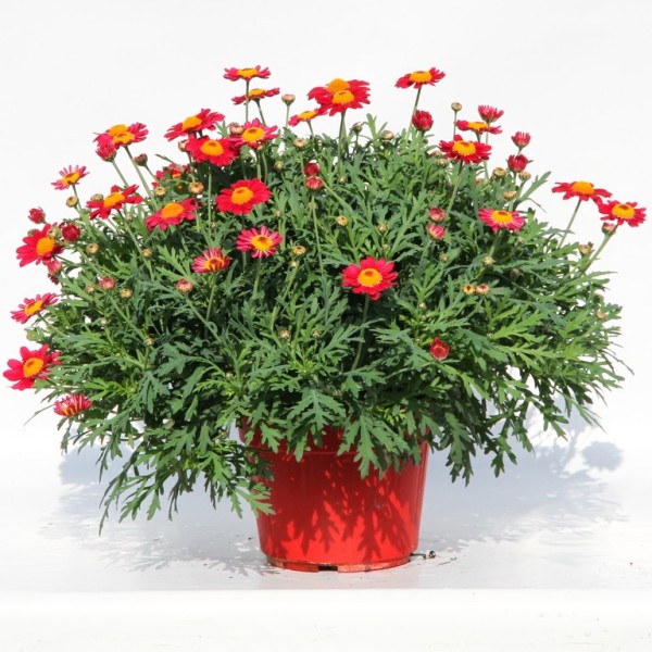 Margeriten, Busch 18/50 cm rot PP-Nr.: IT-07-0526