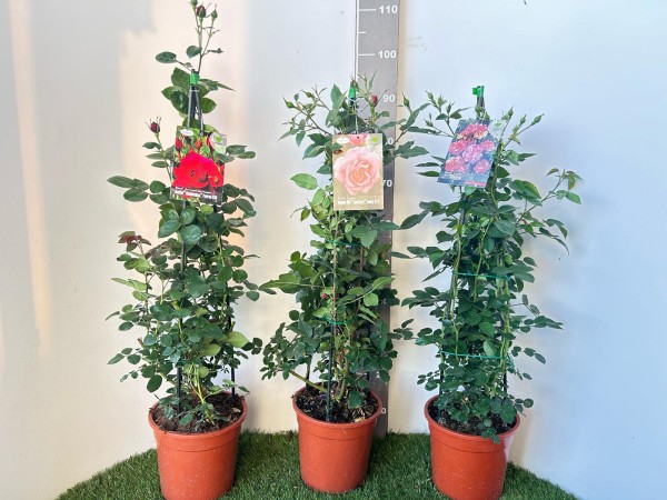 Rosen, Pyramide 21/90 cm PP-Nr.: IT-19-0282