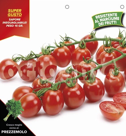 Tomaten Kirschtomate, sehr süß, Sorte Apero (F1), 10/20 cm tropfenförmig PP-Nr.: IT-08-1868