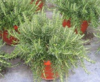 Rosmarin, Busch 30/60 cm prostratus Gewürze PP-Nr.: IT-07-0526