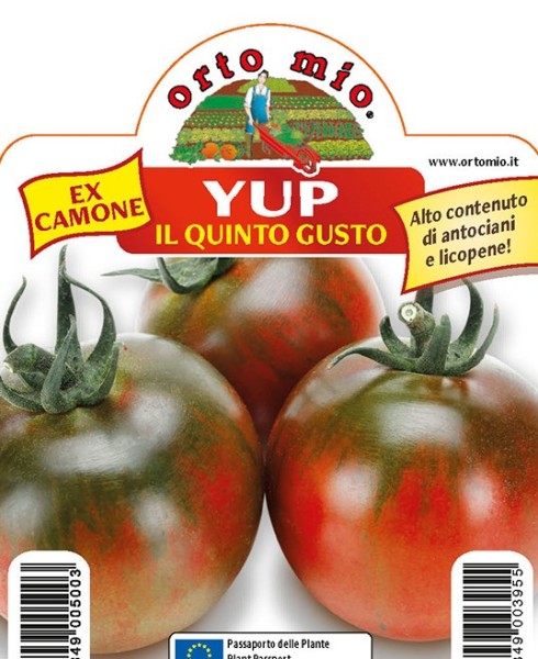 Tomaten Camone-Tomate "Fünf Geschmäcker", rot-grün, 10/20 cm Sorte Yup (F1) PP-Nr.: IT-08-1868