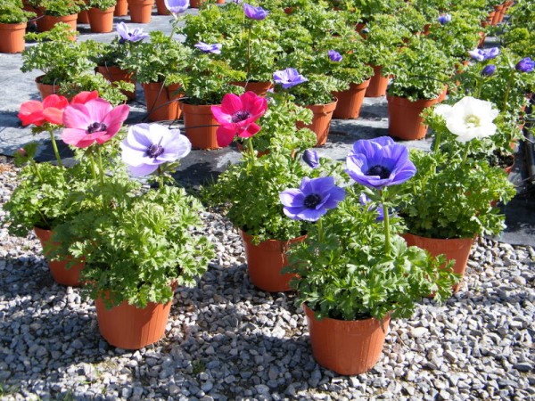 Anemone, Busch 14/30 cm coronaria - Kronen-Anemone PP-Nr.: IT-07-0526